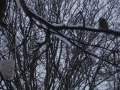 DSC04301.JPG