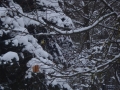DSC04306.JPG